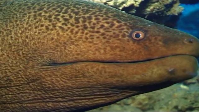 A Coral Oasis смотреть онлайн