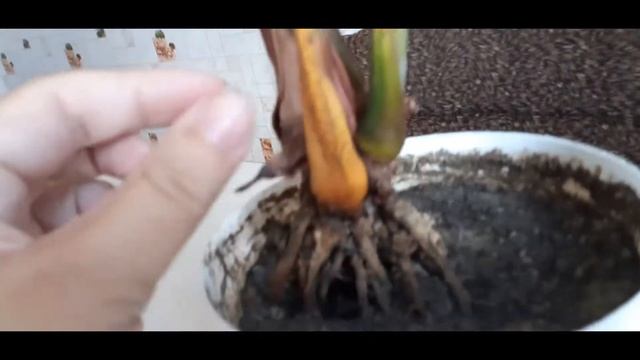 Уцененная пальма. Что делать. Продолжение. смотреть онлайн