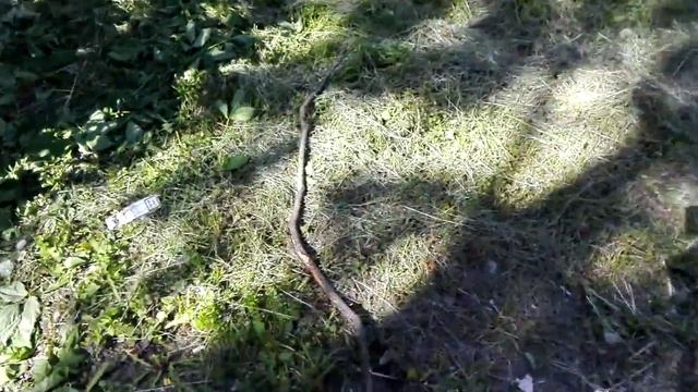 Луговой газон подстрижен как партерный в Подольске - 2 смотреть онлайн