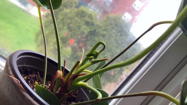 Houseplant Spring Growth Tour - ASMR whisper ramble смотреть онлайн