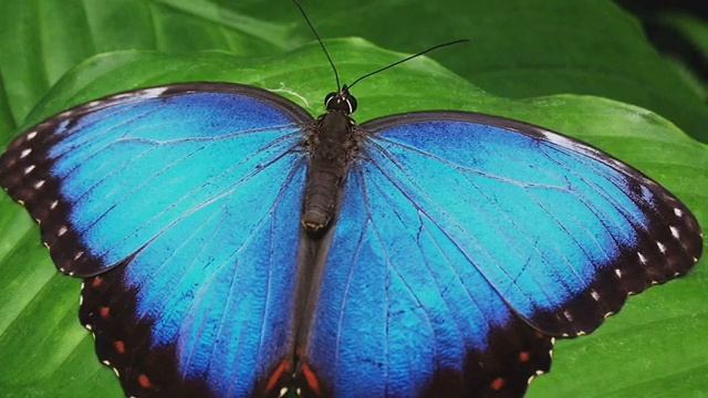 Медитация БАБОЧКИ даже если сейчас ты моль смотреть онлайн