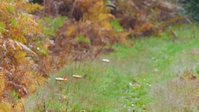 A Fruitful Forage - October 2019 смотреть онлайн