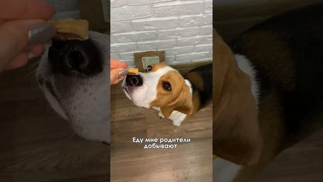 Потомок смотреть онлайн
