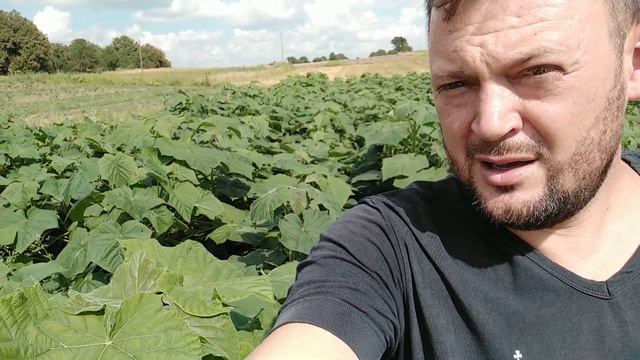Кислород для Павловнии. Обработка междурядья для обогащения кислородом. Один из этапов выращивания. смотреть онлайн