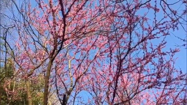 Eastern Redbud Tree смотреть онлайн