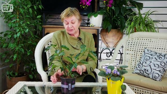 Комнатные растения ? Почему не цветет гибискус? ? Как вырастить цветок - Секреты от HItsadT смотреть онлайн