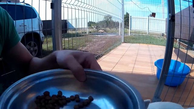 Белая Хаски не подпускает к себе во время еды. White Husky Puppy смотреть онлайн