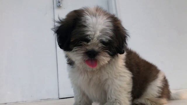 ШИ-ТЦУ ВСЕ О ПОРОДЕ. ИНТЕРЕСНЫЕ ФАКТЫ