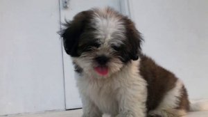 ШИ-ТЦУ ВСЕ О ПОРОДЕ. ИНТЕРЕСНЫЕ ФАКТЫ