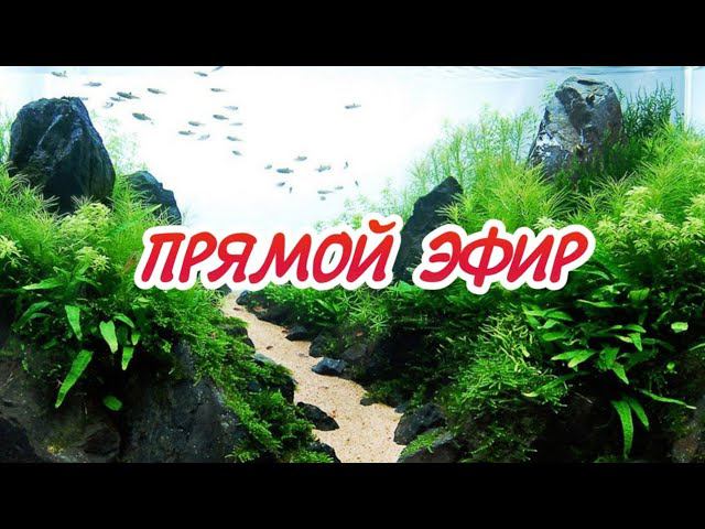 ПРЯМОЙ ЭФИР смотреть онлайн