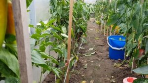 Перец Забор. Не чудо. Снимаю корону с сорта. 21.08.22