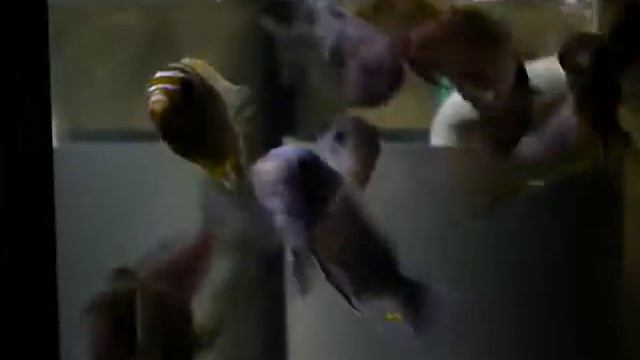 Pseudotropheus "zebra long pelvic "Mdoka f0, Maylandia zebra "Makonde" f0 смотреть онлайн