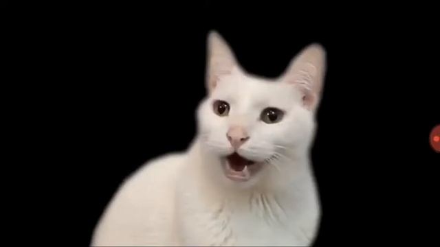 Коти співають деспасіто смотреть онлайн