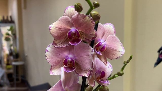 Огромное поступление сортовых орхидей в Экофлору. Бронзовый Будда, Сого Релекс, Джулия, Попугай ... смотреть онлайн