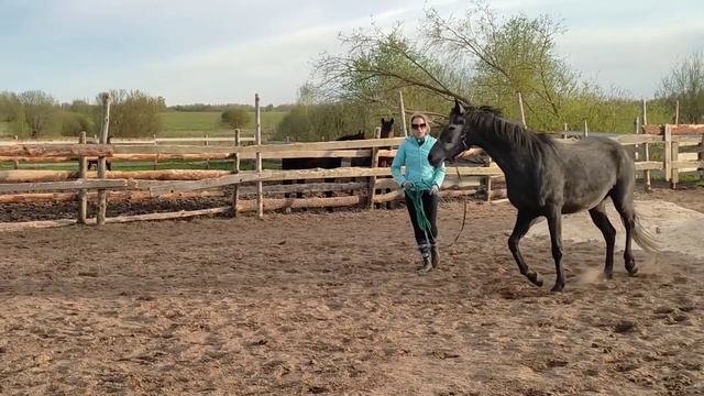 Знакомство с новой лошадью. С чего начать? смотреть онлайн