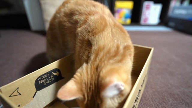 Cat, box, and ball смотреть онлайн