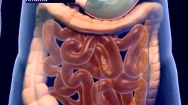 Процесс пищеварения. Что там внутри?