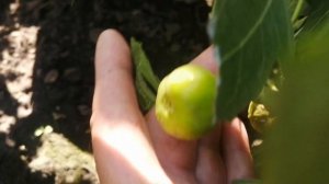 Абрикосы в Сибири. Алтайский абрикос.