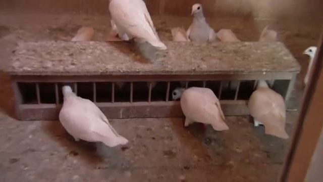 Budapester Hochflieger Tauben/ Будапештские высоколетные голуби