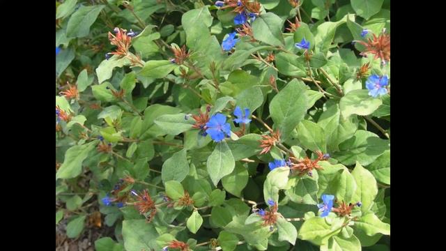 ЦЕРАТОСТИГМА (CERATOSTIGMA) сем. Свинчатковые смотреть онлайн