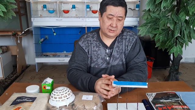 Канарейки- 8 марта. Зелень для птицы. Скоро. смотреть онлайн