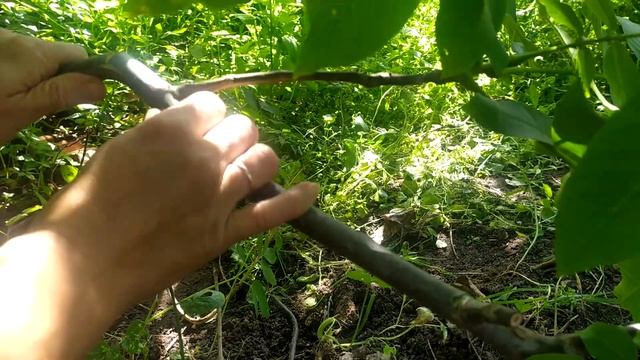 Размножение грецкого ореха/Как вырастить грецкий орех в домашних условиях