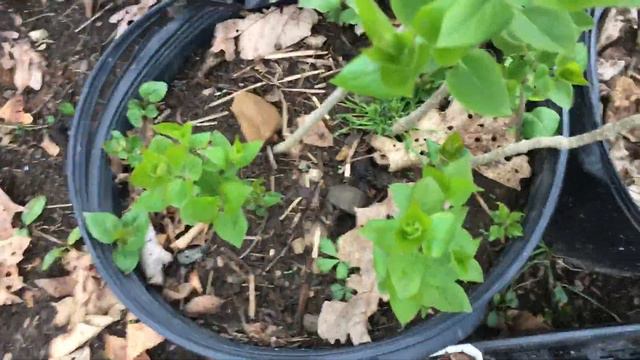 Overwintering purple coneflower seedlings and lilac saplings смотреть онлайн