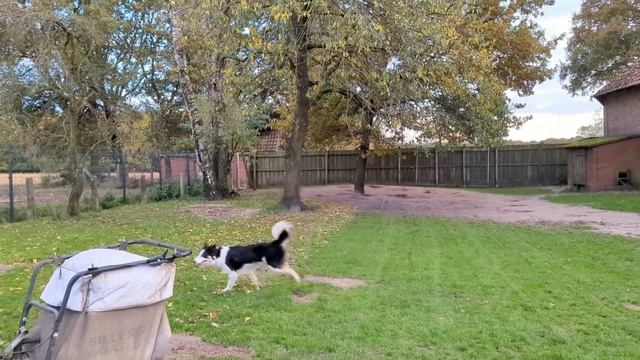 Hundeschule Wolf und Co am 07.November.2023 смотреть онлайн
