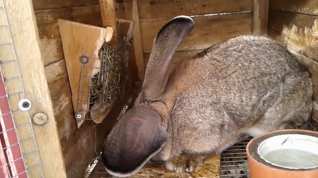 Осмотр гнезд у крольчих ♡ крольчата выпали из гнезда ♡ зеленый лук в теплице ♡ опять весна ♡ смотреть онлайн