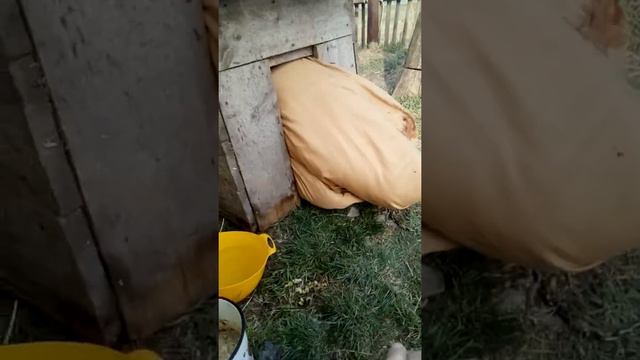 Собаке плохо 😅 смотреть онлайн