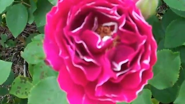 Baron Girod de L'Ain rose смотреть онлайн