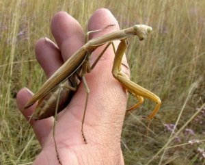 БОГОМОЛ ПРОТИВ ЯЩЕРИЦЫ, ЗМЕИ, ПАУКА. БОГОМОЛ АТАКУЕТ ВСЁ ЧТО ДВИЖЕТСЯ.