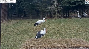 Красиво аисты клювом щелкают#Чехия