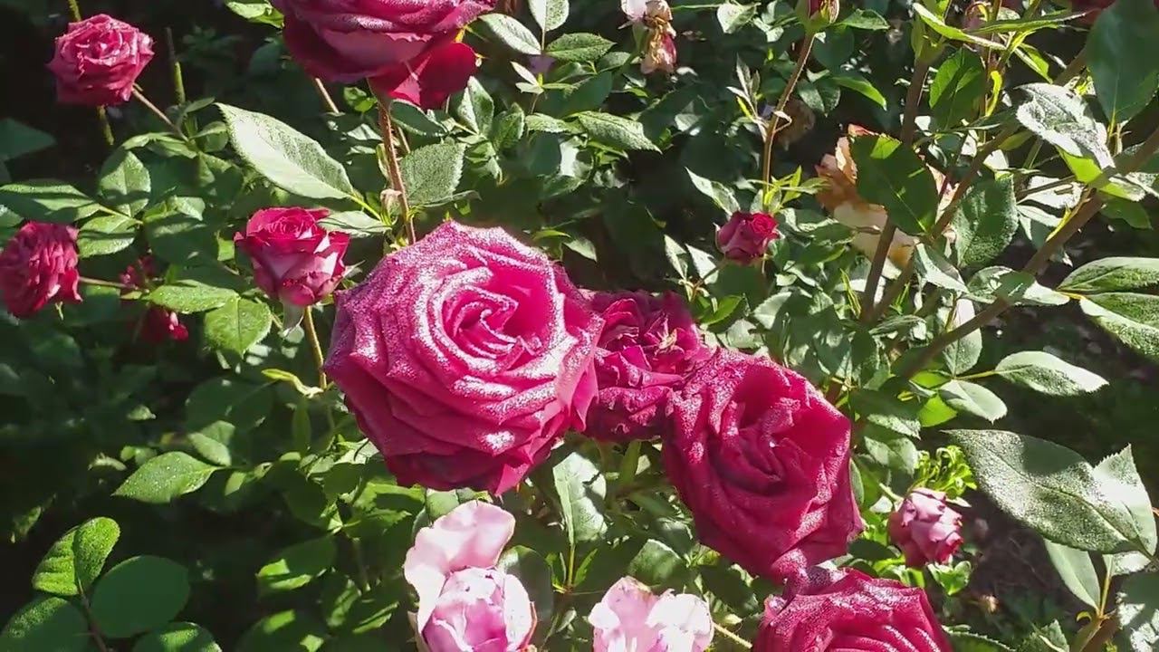 Берендеев Лес, горка, ромашки, розы...Июль. Лето в разгаре! смотреть онлайн