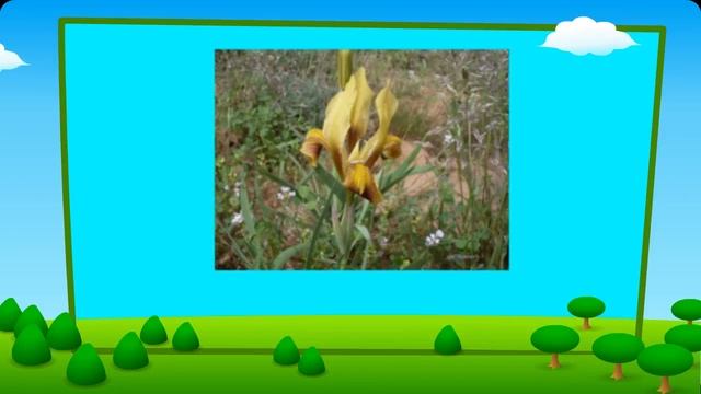 Цветы_Цветы полевые и садовые.mp4 смотреть онлайн