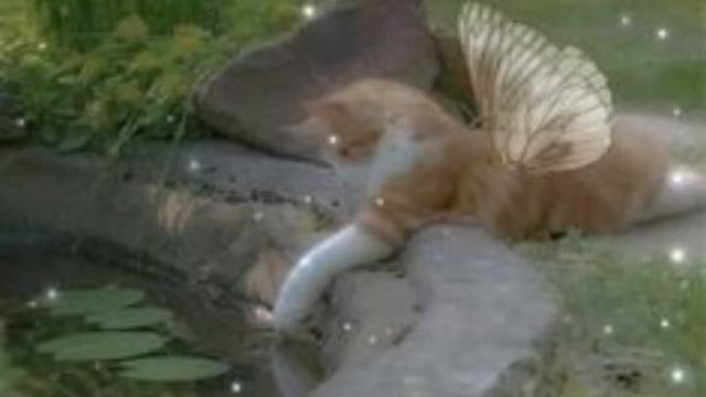кис кис кис женщина сюрприз🎁 смотреть онлайн