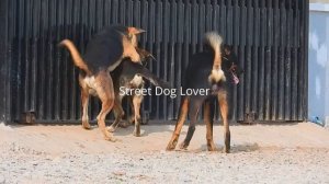 Awesome Village Dogs Breeding In Street - Animal Mating Friend - Street Dog Lover