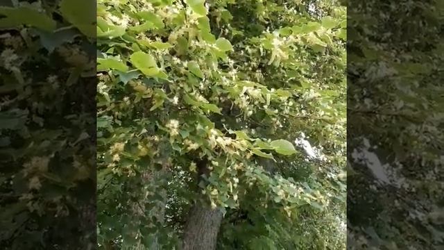 #Здоровье, # молодость и # красота! смотреть онлайн