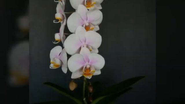 Phalaenopsis Memories (Bijoux Topaz)