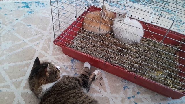 кролики и кошка тимашок смотреть онлайн