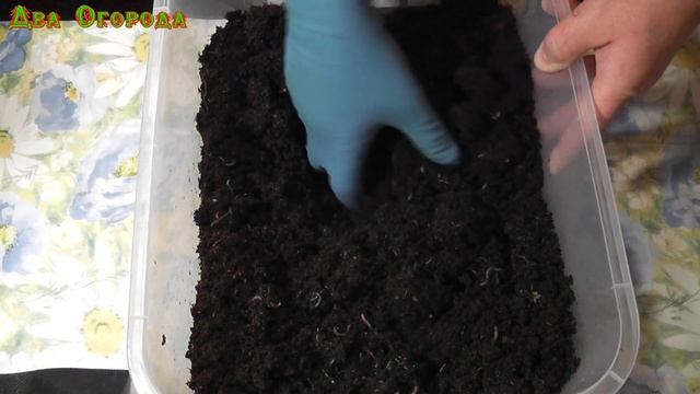 Дендробена из инкубатора