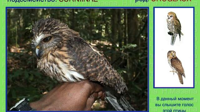 Сова. Голоса птиц
