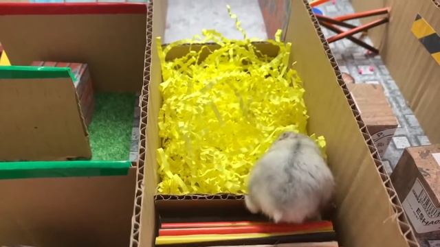 Hamster escapes the awesome maze for Pets in real life ?Obstacle course смотреть онлайн
