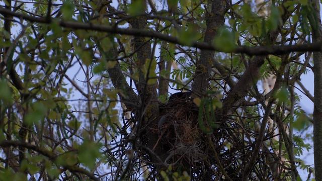 Синица большая, Воробей полевой, Серая ворона, Галка | Geat Tit, Tree Sparrow, Hooded Crow, Jackdaw