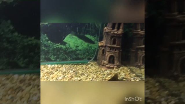 Пиранья самая страшная рыба в аквариуме смотреть онлайн