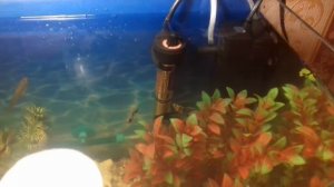 Установка обогревателя в аквариум!