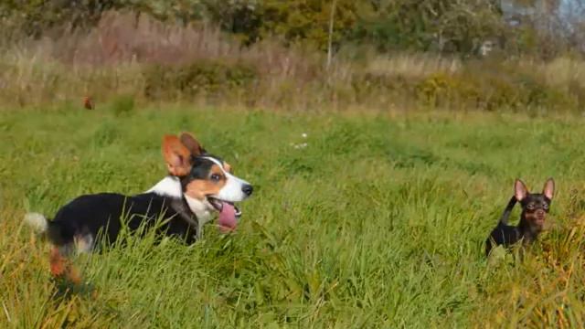 Питомник " ИЗ ЦВЕТНИКА " смотреть онлайн