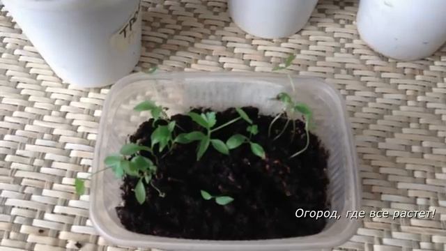 Необычно. Петрушка рассадой.mp4 смотреть онлайн