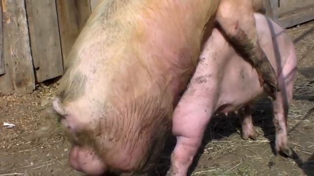 Случка  свиней  Весь процесс случки от а до я