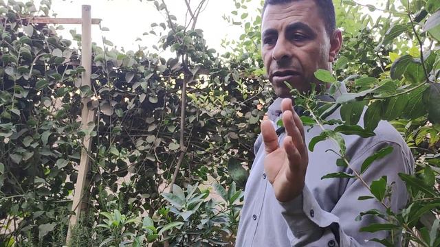 الكمكوات ( البرتقال اليابانى ) .. kumquat (Japanese orange) смотреть онлайн